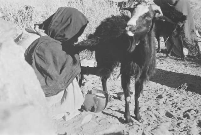 Anthropologie de l'alimentation -- Algérie