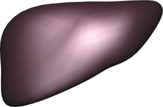 liver-visual.jpg