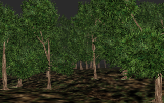 forest1.jpg